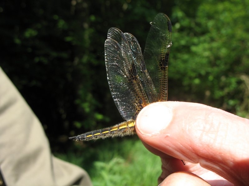 Bonne mare 17 juin 2006 004